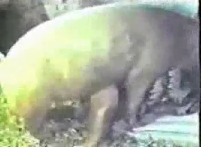 Video :Farm animals fucking beastiality lovers compiled